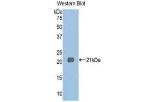 Western Blotting (WB) image for anti-Histone Deacetylase 6 (HDAC6) (AA 1038-1204) antibody (ABIN1859131) (HDAC6 抗体  (AA 1038-1204))