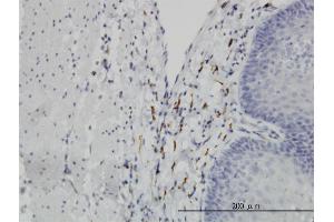 Immunoperoxidase of monoclonal antibody to LEPRE1 on formalin-fixed paraffin-embedded human esophagus. (LEPRE1 抗体  (AA 1-100))