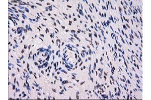 Immunohistochemistry (IHC) image for anti-Sorbitol Dehydrogenase (SORD) antibody (ABIN1501077) (SORD 抗体)