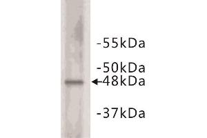 Western Blotting (WB) image for anti-Cyclin E2 (CCNE2) (C-Term) antibody (ABIN1854874) (Cyclin E2 抗体  (C-Term))