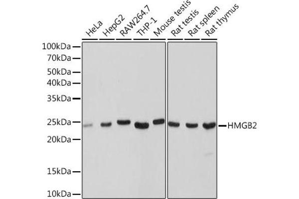 HMGB2 抗体