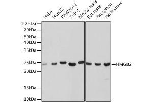 Western blot analysis of extracts of various cell lines, using HMGB2 Rabbit mAb (ABIN7267649) at 1:1000 dilution. (HMGB2 抗体)