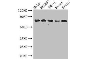 Western Blot Positive WB detected in: Hela whole cell lysate, HEK293 whole cell lysate, THP-1 whole cell lysate, Mouse heart tissue, Mouse brain tissue All lanes: FAF1 antibody at 2. (FAF1 抗体  (AA 490-629))