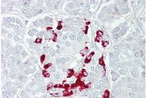 Anti-SSTR1 antibody IHC staining of human pancreas. (SSTR1 抗体  (AA 251-300))
