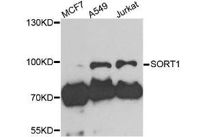 Western blot analysis of extracts of various cell lines, using SORT1 antibody. (Sortilin 1 抗体  (AA 520-760))