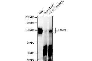 Immunoprecipitation analysis of 300 μg extracts of A-549 cells using 3 μg L antibody . (LAMP2 抗体)