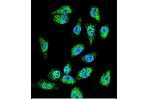 Immunofluorescence (IF) image for anti-Chromosome 18 Open Reading Frame 8 (C18orf8) (AA 34-66), (N-Term) antibody (ABIN655711)