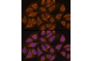 Immunofluorescence (IF) image for anti-Ubiquitin Specific Peptidase 5 (USP5) (AA 1-280) antibody (ABIN1683231)