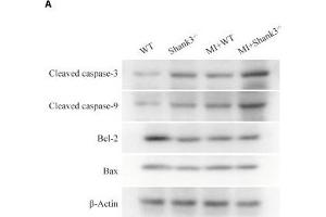 Shank3 knockout induces cardiomyocytes apoptosis. (Caspase 9 抗体  (AA 1-98))