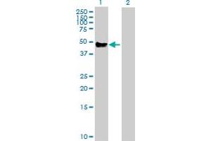 Western Blot analysis of CD14 expression in transfected 293T cell line by CD14 MaxPab polyclonal antibody. (CD14 抗体  (AA 1-375))