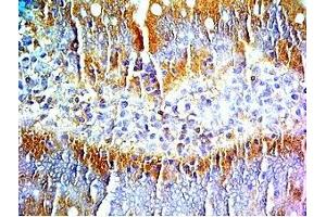 Rat intestine tissue was stained by Rabbit Anti-PYY (3-36) (Human) Serum (Peptide YY 抗体  (AA 3-36))