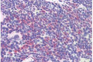 Mouse spleen: Formalin-Fixed, Paraffin-Embedded (FFPE) (IDO1 抗体  (AA 129-141))