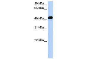 CKMT2 antibody used at 1 ug/ml to detect target protein. (CKMT2 抗体)