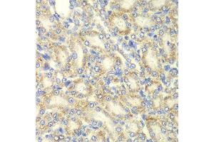 Immunohistochemistry of paraffin-embedded rat kidney using PRKAB2 antibody at dilution of 1:100 (x40 lens).