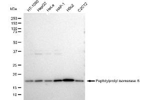 Western blotting analysis using Peptidylprolyl isomerase B antibody (ABIN7798230).