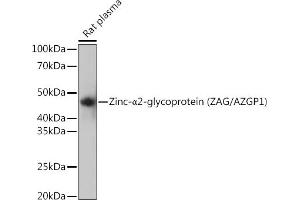 Western blot analysis of extracts of Rat plasma, using Zinc-α2-glycoprotein (ZAG/) Rabbit mAb (ABIN7265556) at 1:1000 dilution. (AZGP1 抗体)
