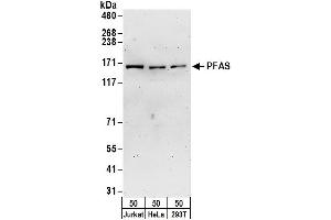 anti-Phosphoribosylformylglycinamidine Synthase (PFAS) (AA 1-50) antibody