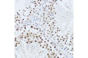 Immunohistochemistry of paraffin-embedded mouse testis using SRRM1 Rabbit pAb (ABIN6133184, ABIN6148463, ABIN6148464 and ABIN6221692) at dilution of 1:450 (40x lens). (SRRM1 抗体  (AA 1-160))