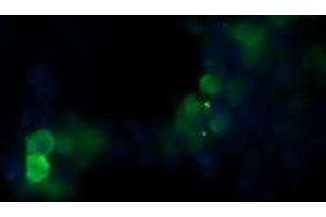 Image no. 2 for anti-Pogo Transposable Element with KRAB Domain (POGK) antibody (ABIN1500328) (POGK 抗体)