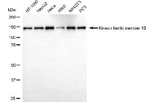 Western blotting analysis using kinesin family member 1B antibody (ABIN7799201). (KIF1B 抗体)
