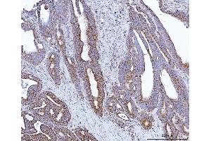 IHC analysis of GLUD1/2 using anti-GLUD1/2 antibody (ABIN7602000). (GLUD1 / GLUD2 (AA 54-553) 抗体)