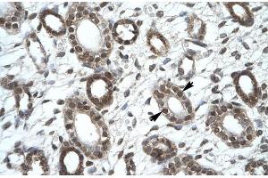 Human kidney; KIF25 antibody - C-terminal region in Human kidney cells using Immunohistochemistry
