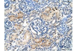 EDG8 antibody was used for immunohistochemistry at a concentration of 4-8 ug/ml to stain Epithelial cells of renal tubule (arrows) in Human Kidney. (S1PR5 抗体  (N-Term))