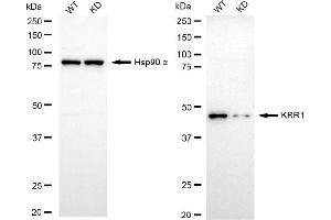anti-KRR1, Small Subunit (SSU) Processome Component, Homolog (KRR1) antibody