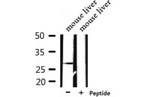 Western blot analysis of extracts from mouse liver, using PEX11A Antibody. (PEX11A 抗体  (Internal Region))