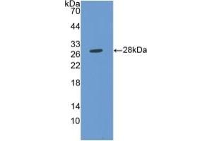 Detection of Recombinant MMP14, Human using Polyclonal Antibody to Matrix Metalloproteinase 14 (MMP14) (MMP14 抗体  (AA 112-321))
