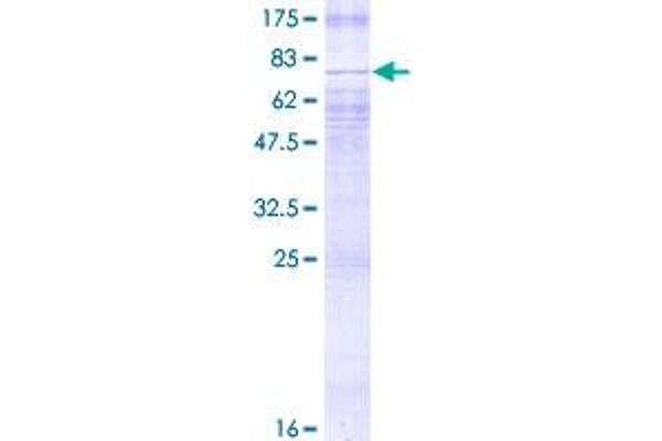 SLC2A2 Protein (AA 1-351) (GST tag)