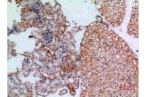Immunohistochemistry (IHC) analysis of paraffin-embedded Mouse Kidney, antibody was diluted at 1:100.