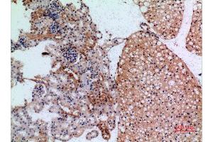 Immunohistochemistry (IHC) analysis of paraffin-embedded Mouse Kidney, antibody was diluted at 1:100. (JAG1 抗体  (Internal Region))