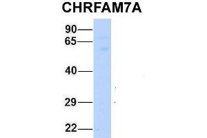 Host:  Rabbit  Target Name:  CHRFAM7A  Sample Type:  Human Fetal Muscle  Antibody Dilution:  1. (CHRFAM7A 抗体  (Middle Region))