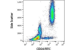 CD24 抗体  (FITC)