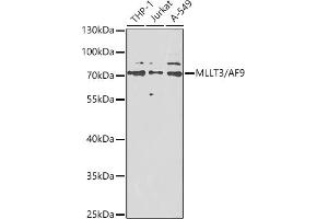 Western blot analysis of extracts of various cell lines, using MLLT3/ antibody (ABIN6132352, ABIN6143888, ABIN6143889 and ABIN6222546) at 1:1000 dilution. (AF9 抗体  (AA 1-150))