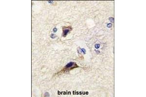 Formalin-fixed and paraffin-embedded human brain tissue reacted with NTF3 antibody , which was peroxidase-conjugated to the secondary antibody, followed by DAB staining. (Neurotrophin 3 抗体  (AA 122-151))