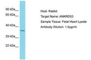 Image no. 1 for anti-Ankyrin Repeat Domain 53 (ANKRD53) (AA 79-128) antibody (ABIN6750686) (ANKRD53 抗体  (AA 79-128))