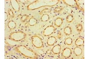 Immunohistochemistry of paraffin-embedded human kidney tissue using ABIN7170920 at dilution of 1:100 (SUGCT 抗体  (AA 1-250))