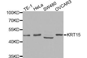 Western blot analysis of extracts of various cell lines, using KRT15 antibody (ABIN5971439) at 1:400 dilution. (KRT15 抗体)