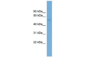 WB Suggested Anti-Foxd2 Antibody Titration:  0. (FOXD2 抗体  (C-Term))