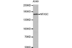 Western blot analysis of extracts of A549 cell lysate, using NFASC antibody. (NFASC 抗体  (AA 830-1100))