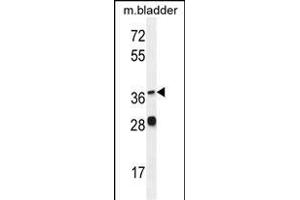 FADS6 Antibody (C-term) (ABIN655430 and ABIN2844967) western blot analysis in mouse bladder tissue lysates (35 μg/lane). (FADS6 抗体  (C-Term))