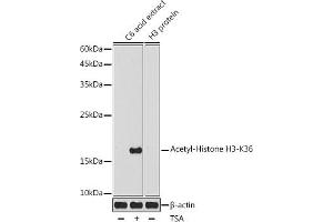 Western blot analysis of extracts of C6 cells, using Acetyl-Histone H3-K36 antibody (ABIN7267739) at 1:1000 dilution. (Histone H4 抗体  (H3K36))