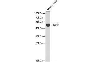 Western blot analysis of extracts of Mouse brain using NCK1 Polyclonal Antibody at dilution of 1:1000. (NCK1 抗体)