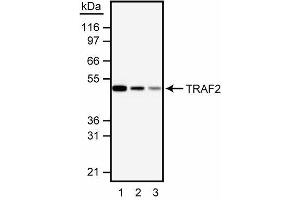 Western blot analysis of TRAF2. (TRAF2 抗体  (AA 93-199))