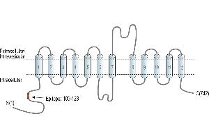 anti-Synaptic Vesicle Glycoprotein 2A (SV2A) (AA 109-123), (Intracellular), (N-Term) antibody