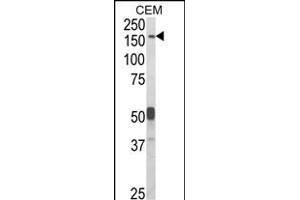 Western blot analysis of CNTN Antibody (Center) (ABIN652646 and ABIN2842434) in CEM cell line lysates (35 μg/lane). (CNTNAP2 抗体  (AA 1079-1106))