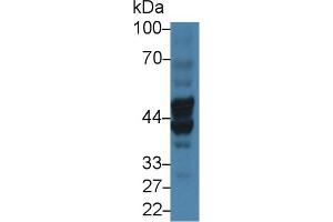 Western Blotting (WB) image for anti-Biglycan (BGN) (AA 230-366) antibody (ABIN7438334)