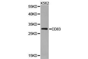 Western Blotting (WB) image for anti-CD83 (CD83) antibody (ABIN1871655) (CD83 抗体)